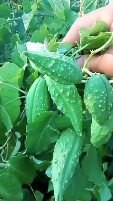 老瓜瓢怎么吃最好,解锁美味新境界