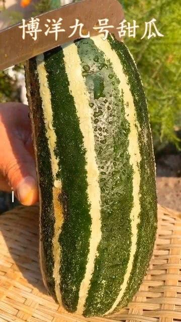 有没有瓜可以吃,探寻美味瓜果的收获之旅