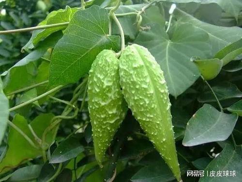 奶萝吃瓜,揭秘娱乐圈背后的秘密