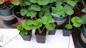 奶萝吃瓜,揭秘娱乐圈背后的秘密