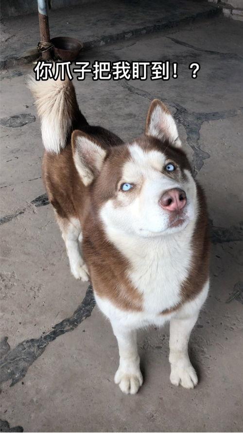 兔子吃蓝色瓜gif,兔子美食时光