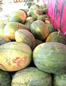 吃瓜售房部,揭秘房产市场的“瓜田”奇遇记