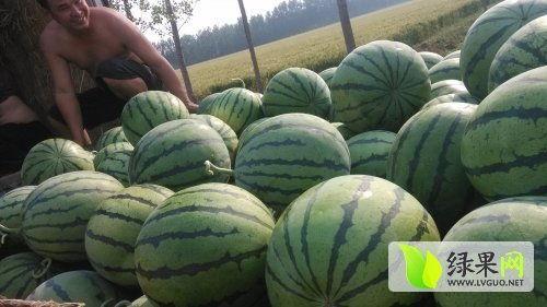 微山吃瓜新闻事件最新,一场网络狂欢背后的真相与反思