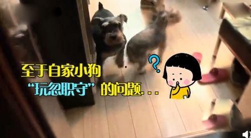 动物吃瓜看戏配音,动物们的欢乐食光