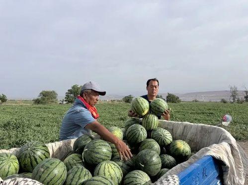 永济吃瓜的,揭秘当地特色美食背后的故事