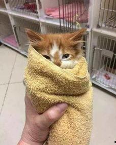 猫吃不吃毒瓜,揭秘对毒瓜的天然免疫力与生存智慧