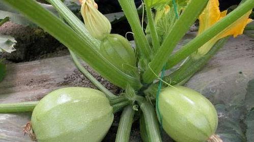 咳嗽吃茭瓜,缓解咳嗽的天然良方