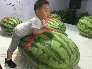 东莞吃瓜事件,揭秘网络谣言背后的真相与反思