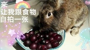 小兔圆盘吃瓜,小兔圆盘的奇妙瓜果之旅