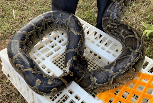 蛇吃大瓜,一场惊心动魄的生态奇观