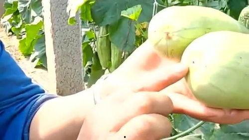 姨妈期可以吃羊角瓜吗吗,营养滋补又健康