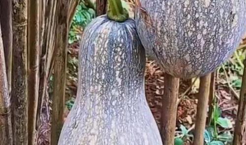 野生药瓜怎么吃,野生药瓜的多样食用方法探索