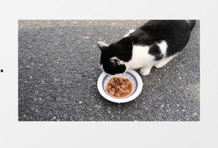 吃瓜猫咪素材视频下载,萌态十足，网友直呼“治愈系”