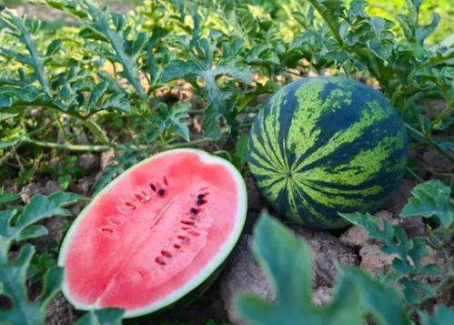 吃瓜河南飞广州,一场跨越千里的美食之旅