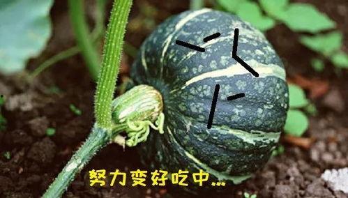 胖胖的吃瓜,揭秘娱乐圈那些事儿