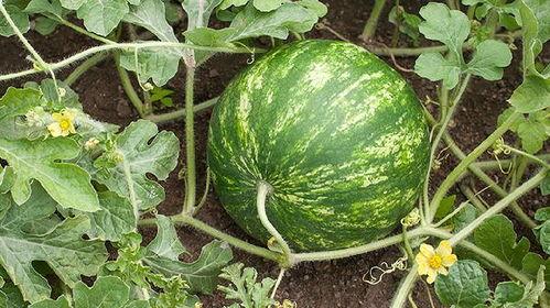 胖胖的吃瓜,揭秘娱乐圈那些事儿