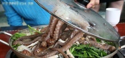 离谱吃瓜活章鱼,活章鱼带你领略海洋界的“疯狂美食”