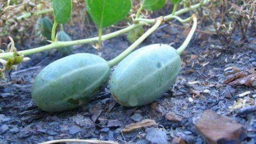 胃炎可以吃树瓜吗,营养与健康的双重选择