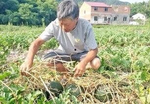 农村老人买瓜吃,品味田园生活的甜蜜时光