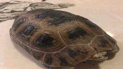 乌龟消消乐吃瓜,瓜果飘香，欢乐无限