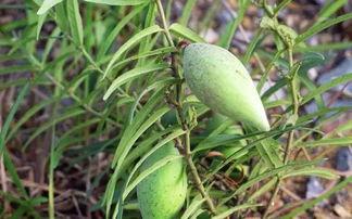 梢瓜可以怎样吃,创意烹饪方法大盘点