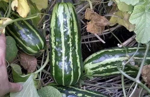 梢瓜可以怎样吃,创意烹饪方法大盘点