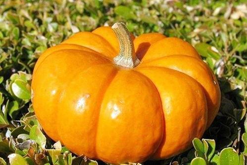 秋天吃大瓜,品味秋天的丰收美味