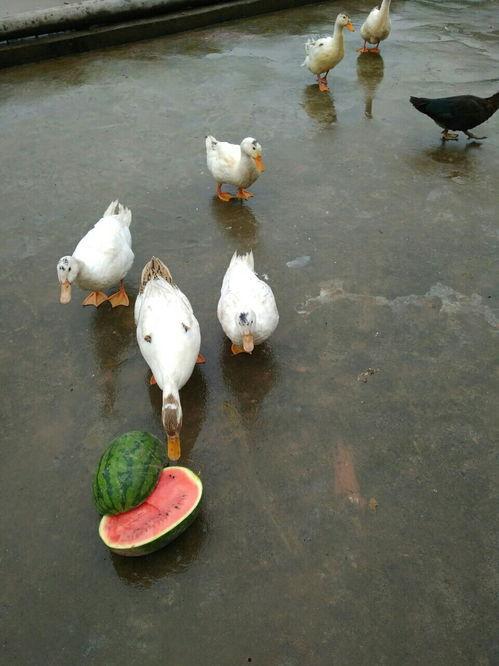 sky吃瓜鸭,网络红人的崛起与影响力