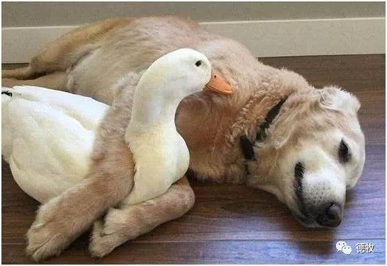 sky吃瓜鸭,网络红人的崛起与影响力