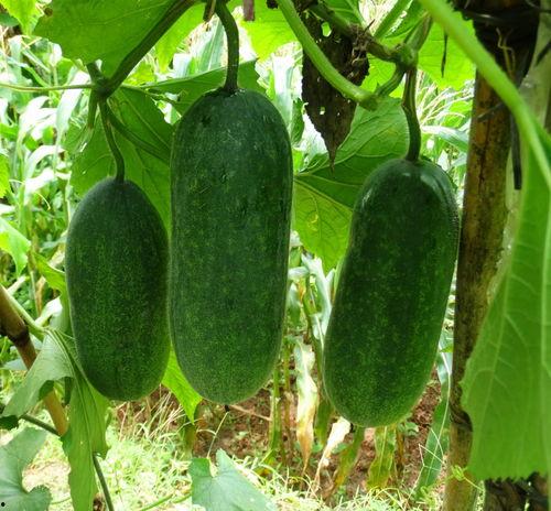 很长的瓜是什么瓜怎么吃,如何品尝这独特的美食佳肴