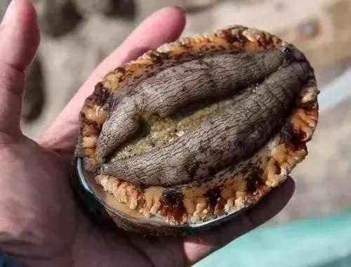 刘大瓜吃鲍鱼,品味奢华美食之旅