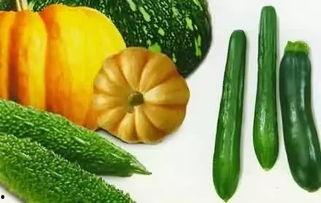 夏天吃的瓜根叫什么,揭秘夏日消暑佳品