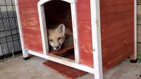 狐狸在吃瓜,瓜香四溢引围观