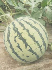 吃瓜要纪念谁,缅怀那些陪伴我们度过欢乐时光的明星