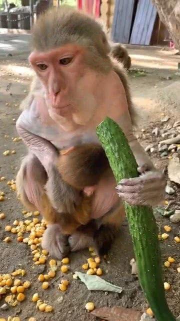 吃瓜猴子表情,揭秘网络时代的表情文化新宠