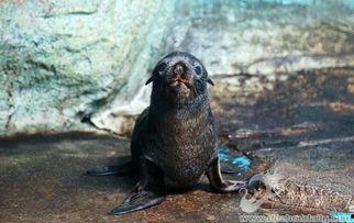 观赏海狗吃瓜视频大全,趣味吃瓜视频大盘点