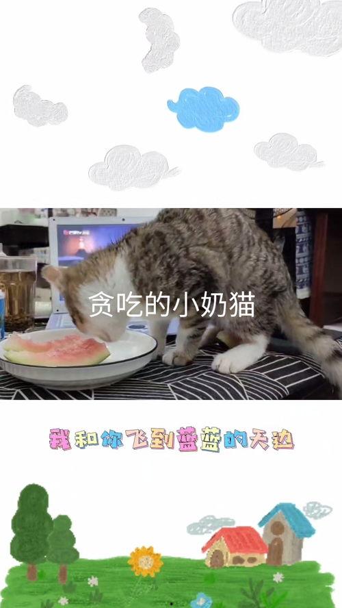 吃瓜的小馋猫