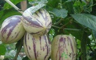 头痛可以吃茄瓜