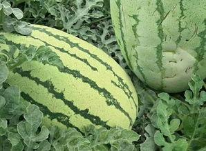 台湾阴瓜怎么吃,解锁美味新体验