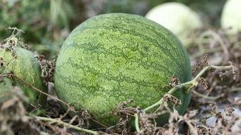 兰州 吃瓜,瓜果飘香，品味瓜乡风情