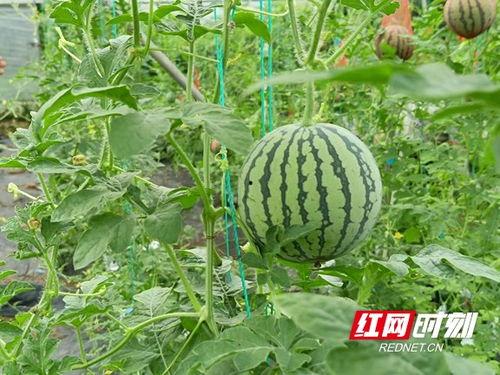济宁新农人吃瓜,济宁新农人夏日吃瓜乐享田园生活