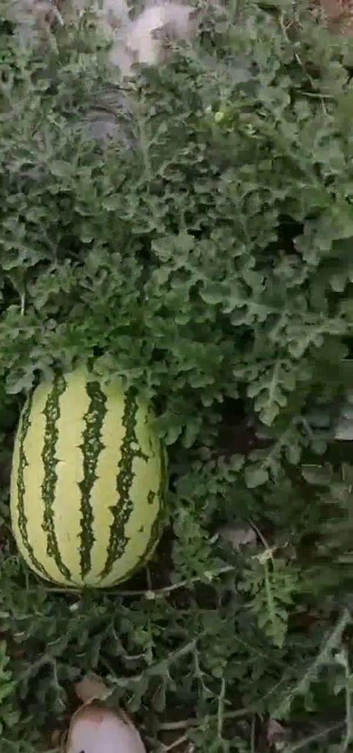 每日吃瓜全网,全网热点事件大盘点