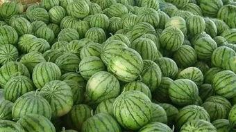 吃西瓜视频瓜地里,吃西瓜视频带你领略田园风光