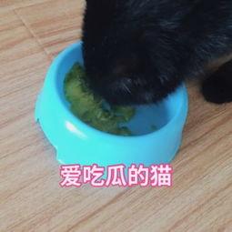 猫咪吃瓜集锦视频,猫咪吃瓜集锦欢乐多