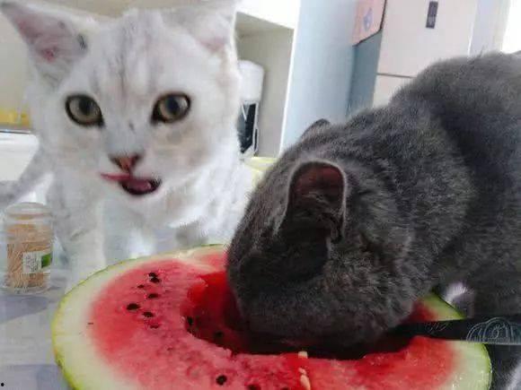猫咪吃瓜集锦视频,猫咪吃瓜集锦欢乐多