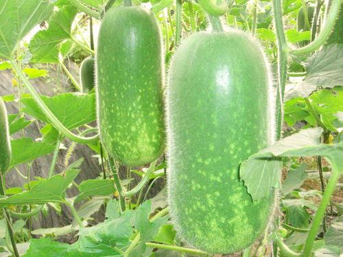 吃王瓜可以减肥,天然美食助你轻松瘦身