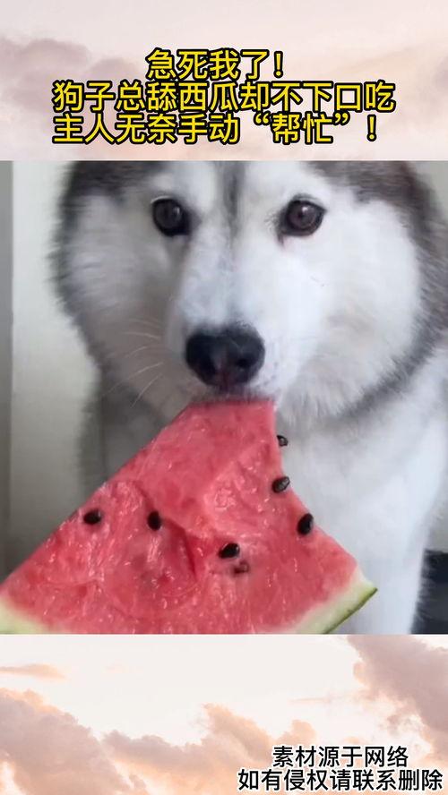 吃瓜和舔狗,吃瓜群众与舔狗众生相