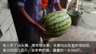 吃瓜视频都叫什么