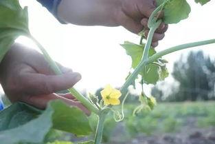 南疆吃瓜,探寻新疆特色美食之旅